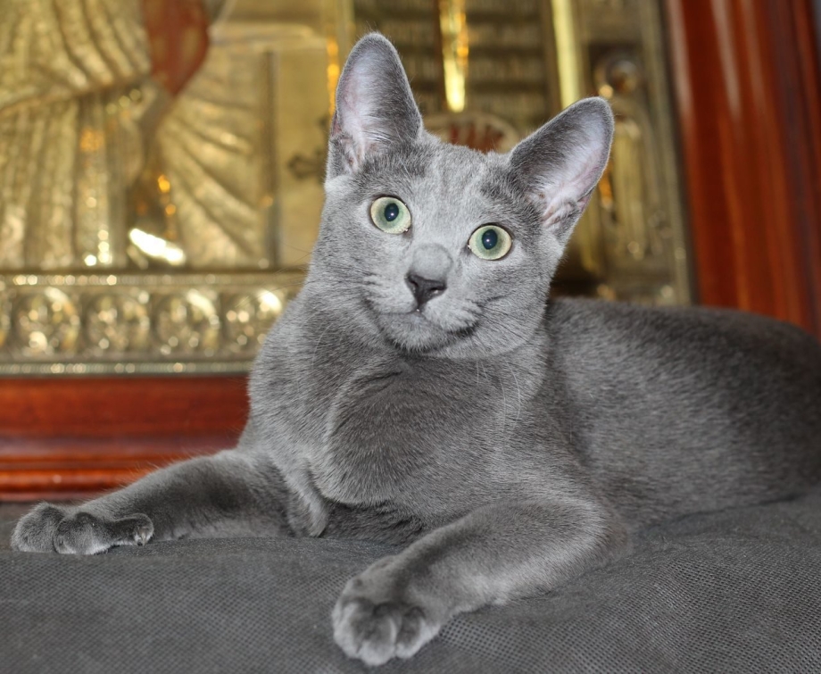 Сибирская ангора кошка серая
