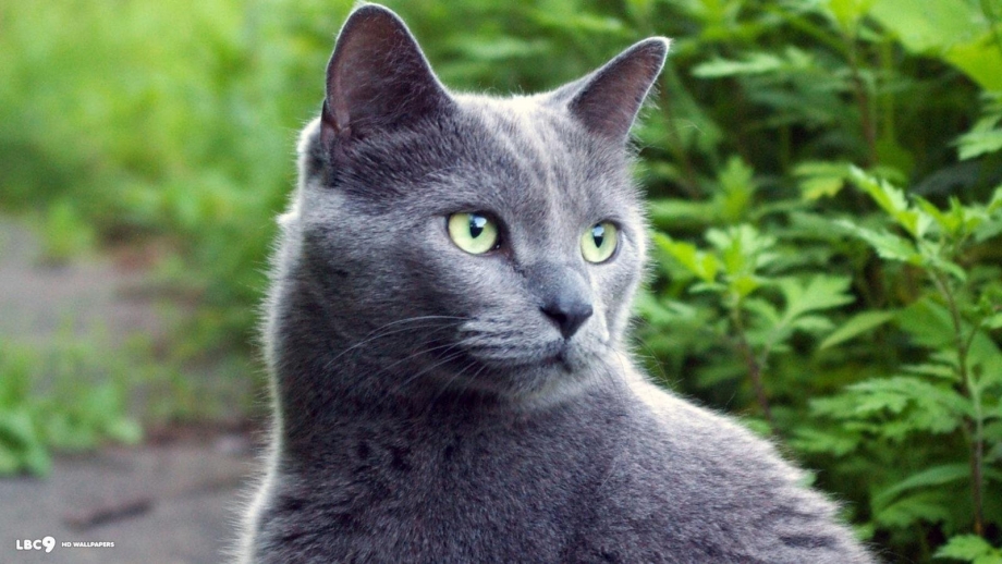Кошка Сибирская голубая гладкошерстная