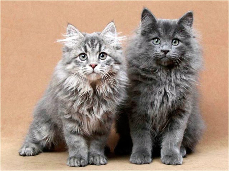 Сибирская голубая кошка