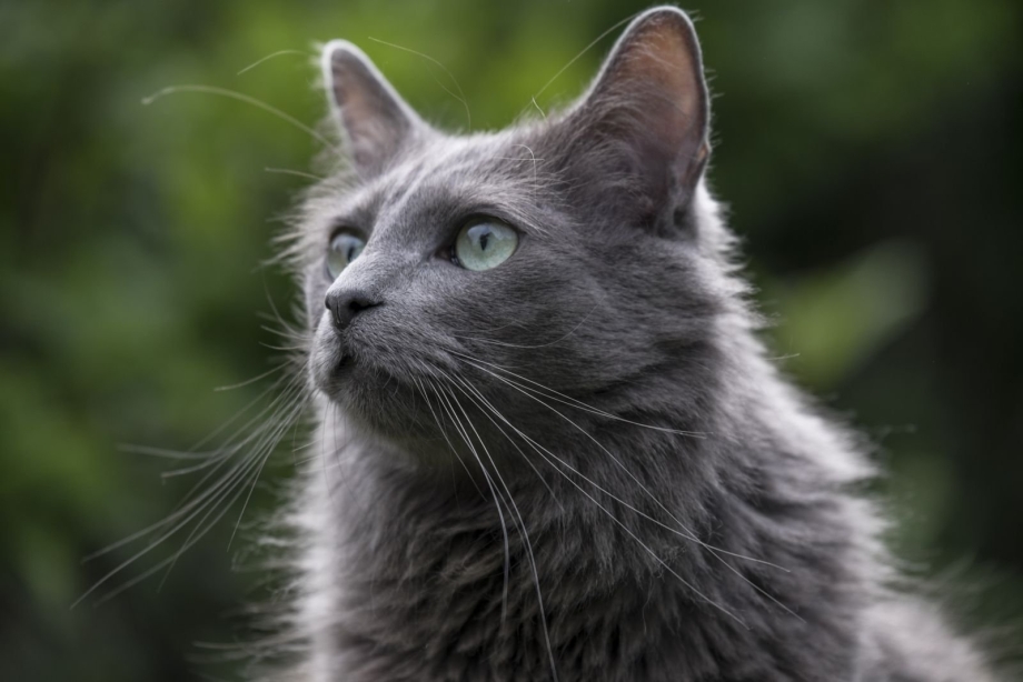 Скоттиш шартрез