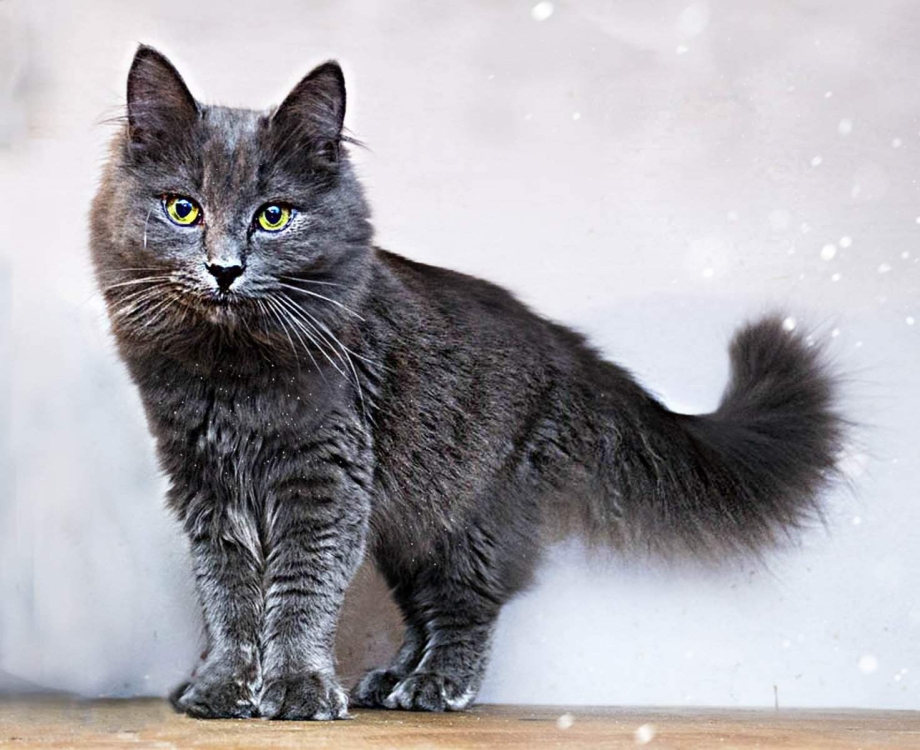 Сибирская кошка дымчатая