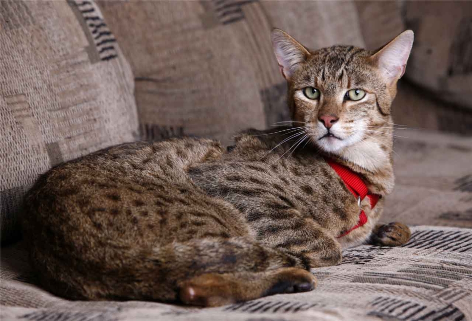Большая кошка Ашера