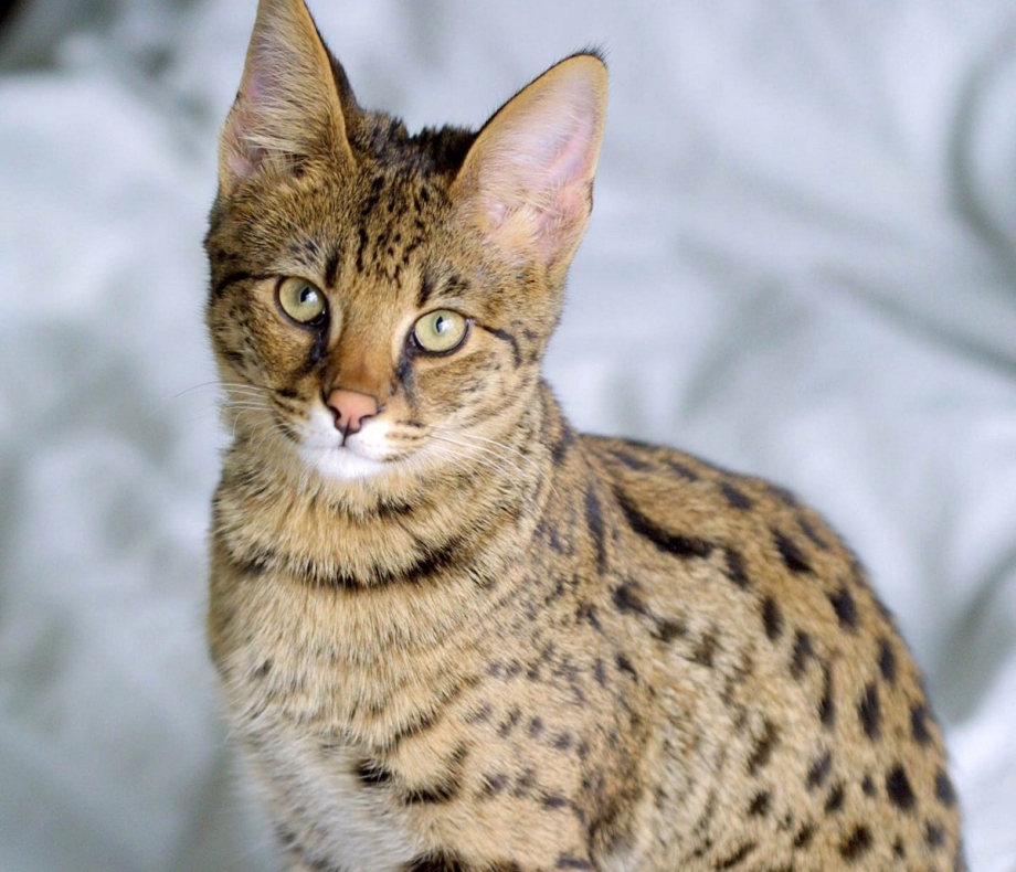 Саванна кошка