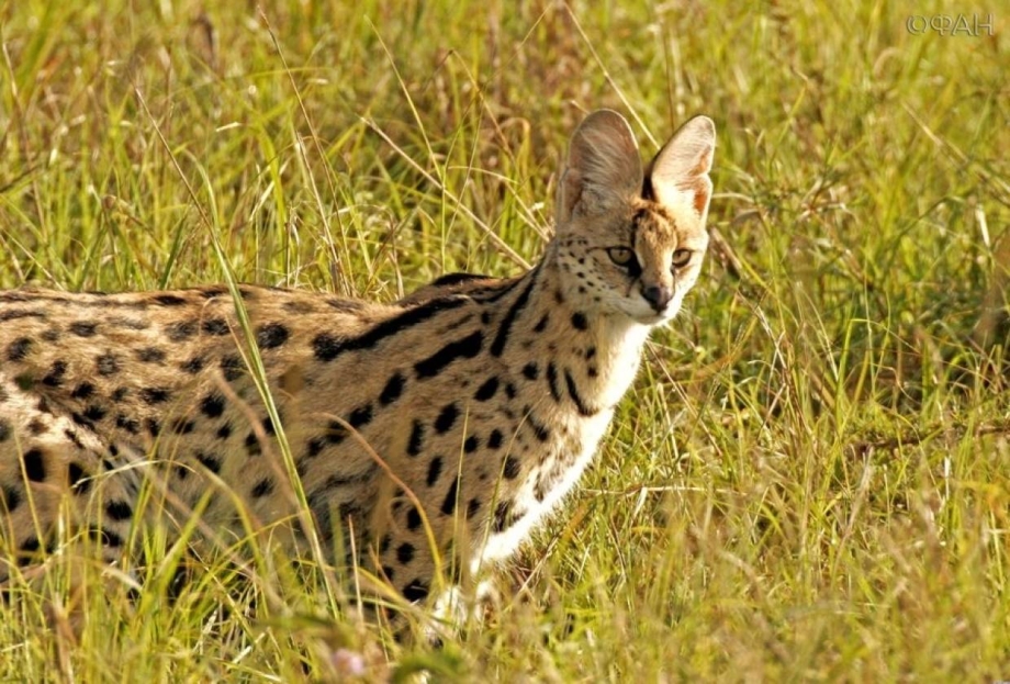 Черноногая кошка