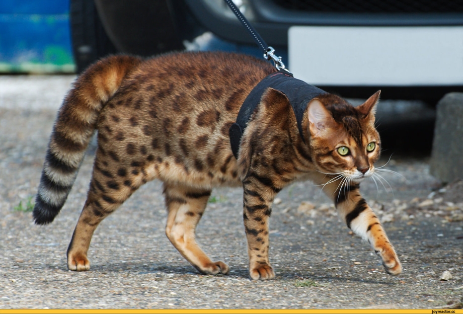Сервал (Leptailurus Serval),