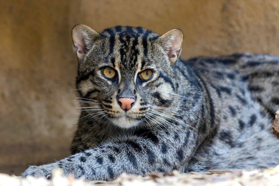 Бенгальская кошка