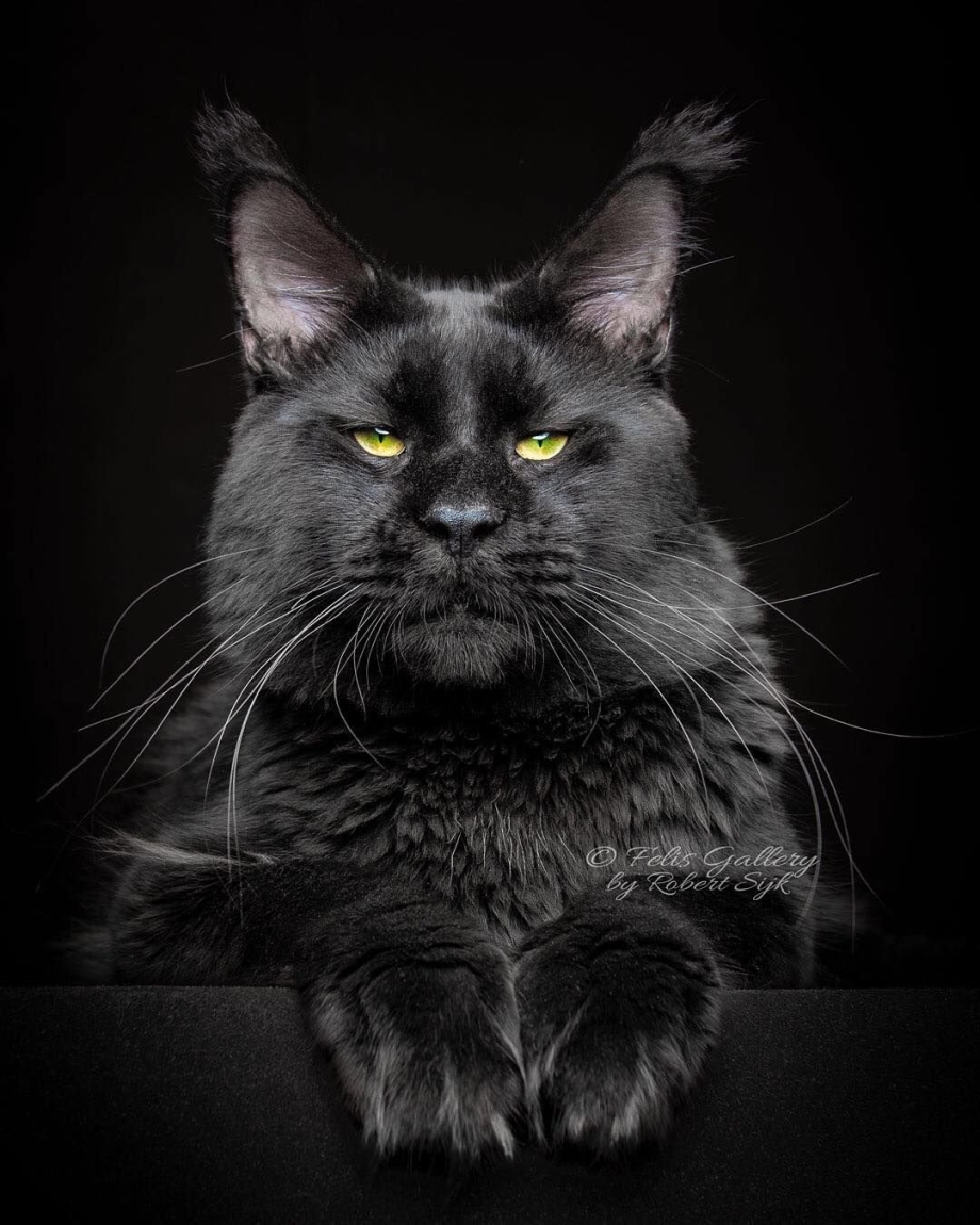 Кот Мейн кун черный