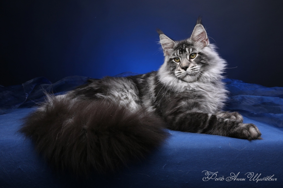 Черный котенок Мейн куна