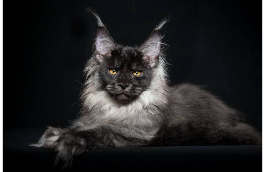Кот Мейн кун