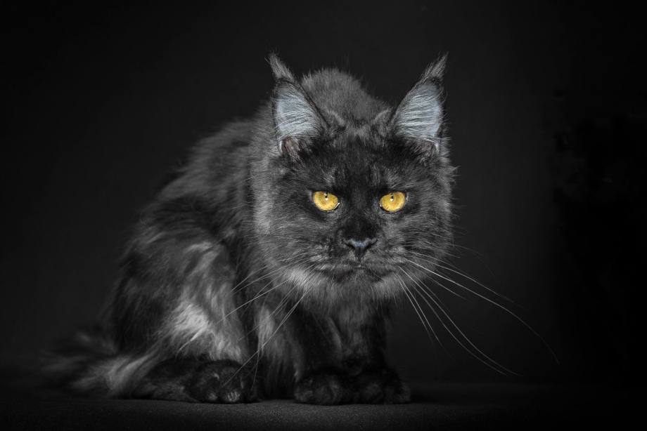 Чёрные Мейн куны котята