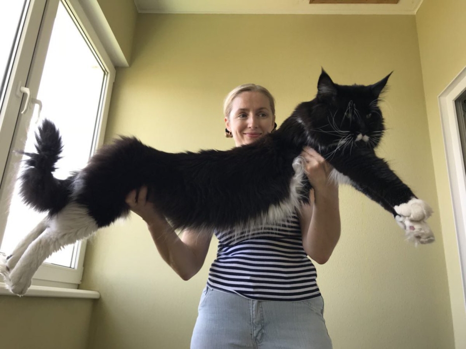 Кот Мейн кун черный