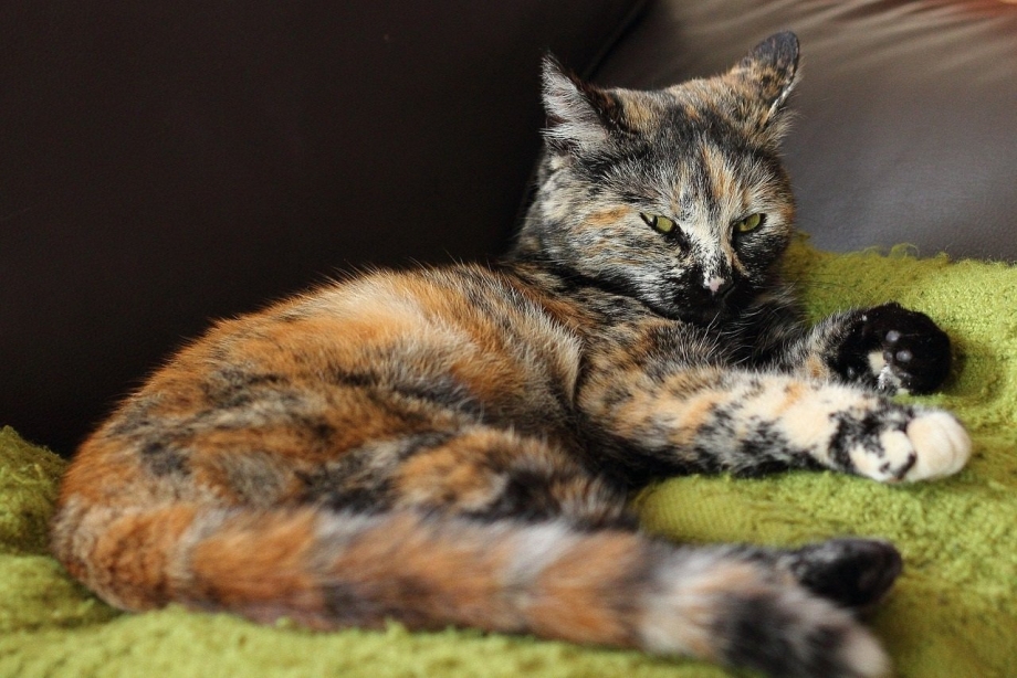 Окраски кошек