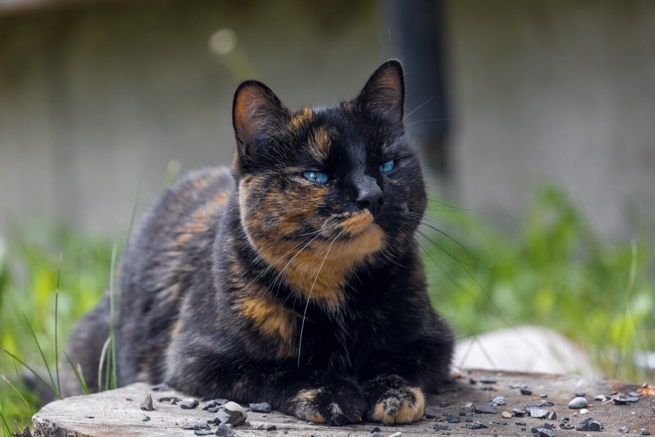 Tortoiseshell Cat порода