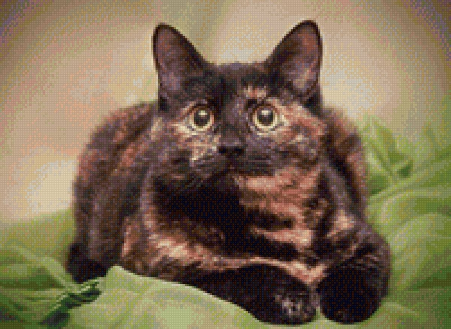 Кошка черепахового окраса