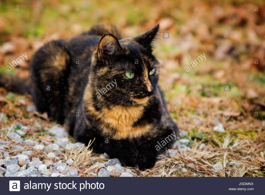 Кот черепахового окраса