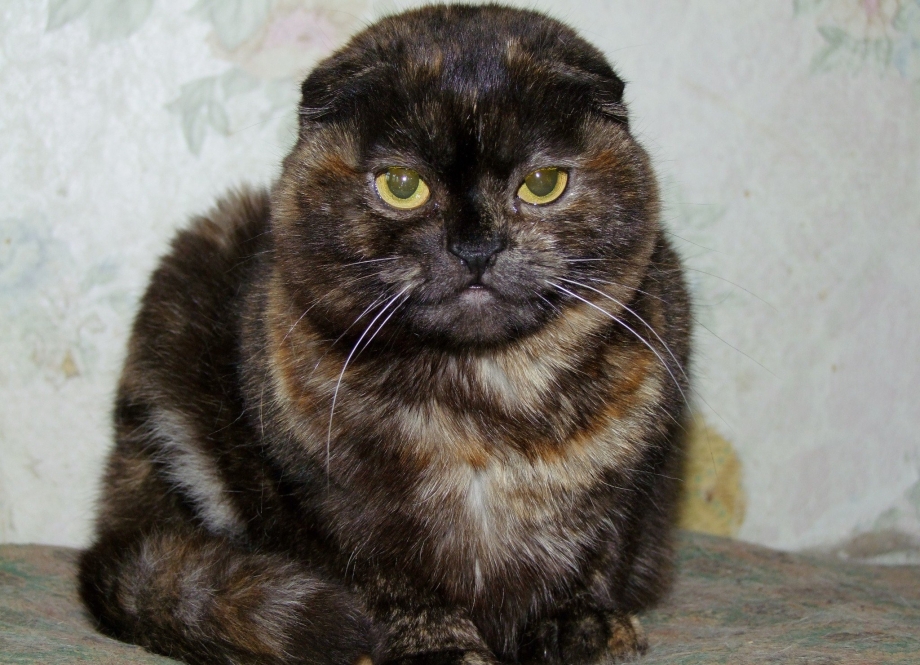 Котенок черепахового окраса