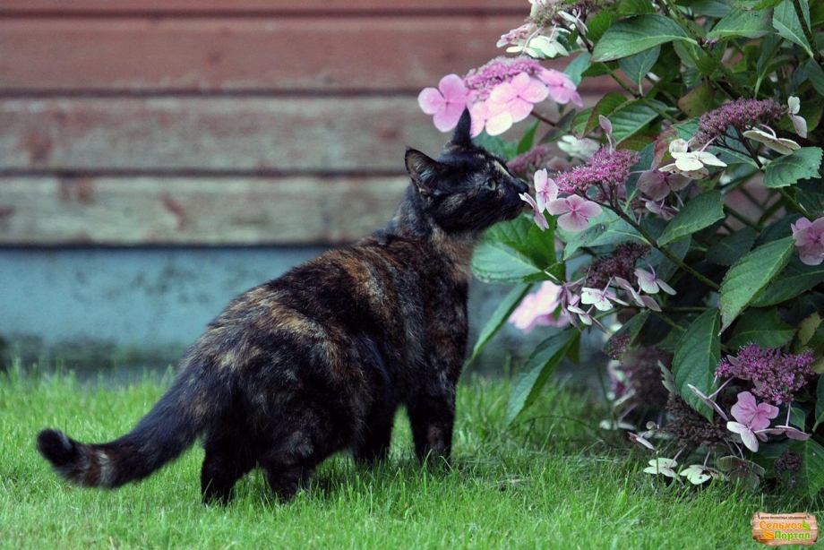 Кошка черепаховый окрас на природе