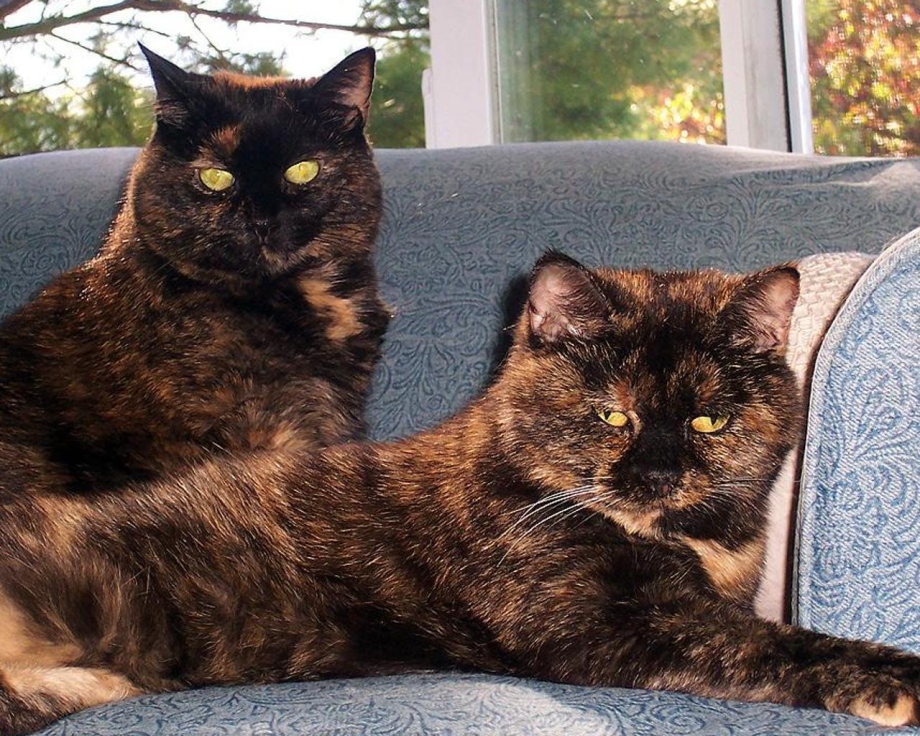 Tortoiseshell британские кошки