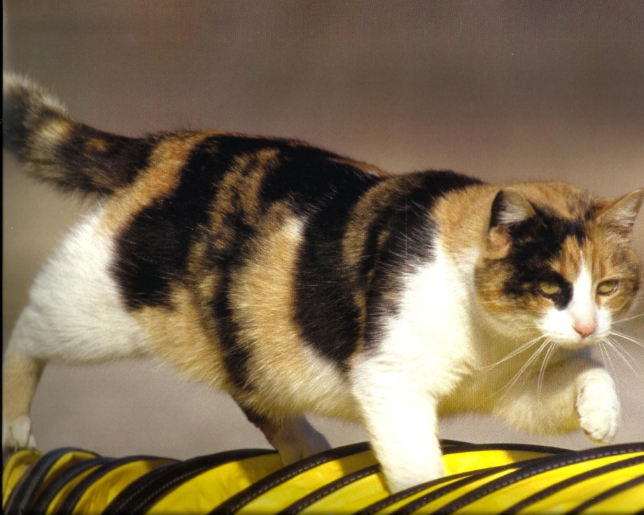 Calico окрас кошки
