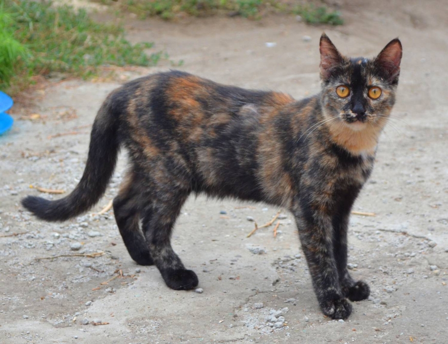 Кошка расцветки Мерль
