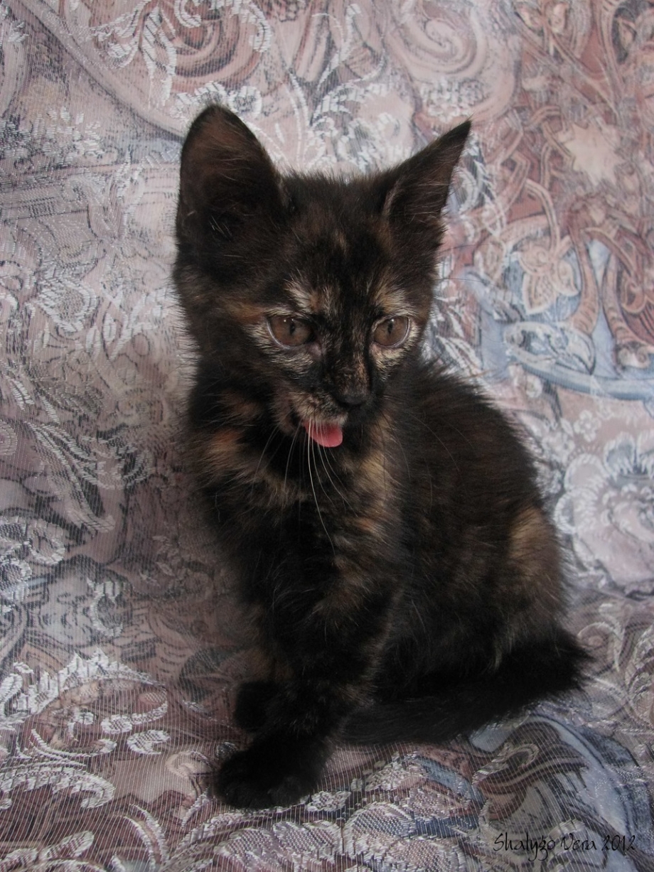 Tortoiseshell Cat порода