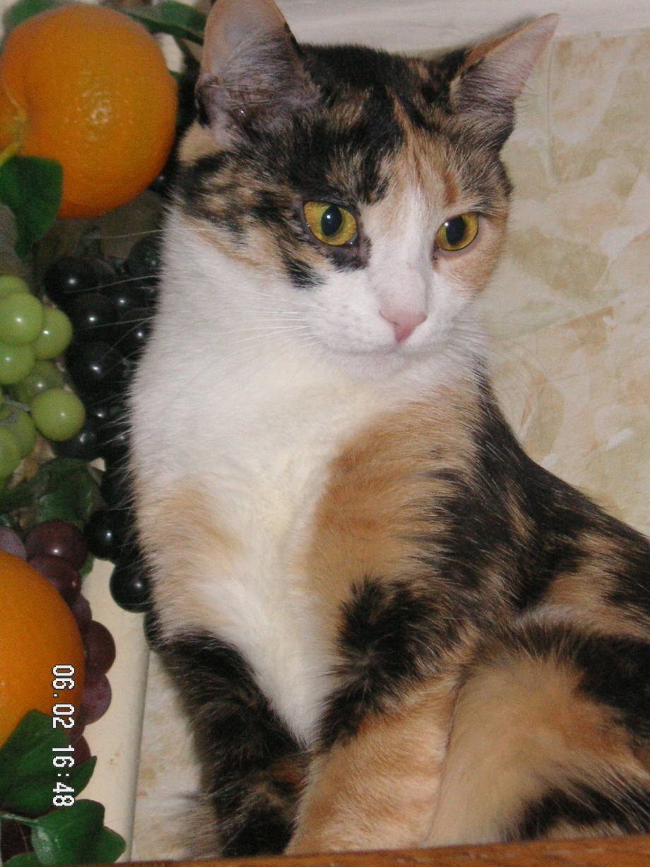Кошка черепахового окраса
