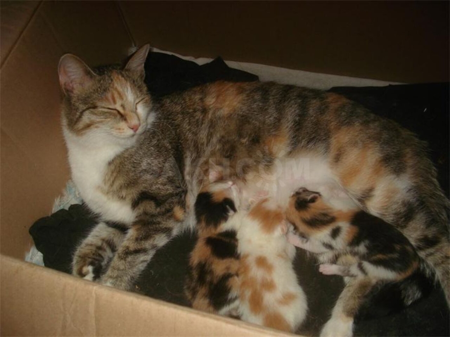 Четырехцветная кошка