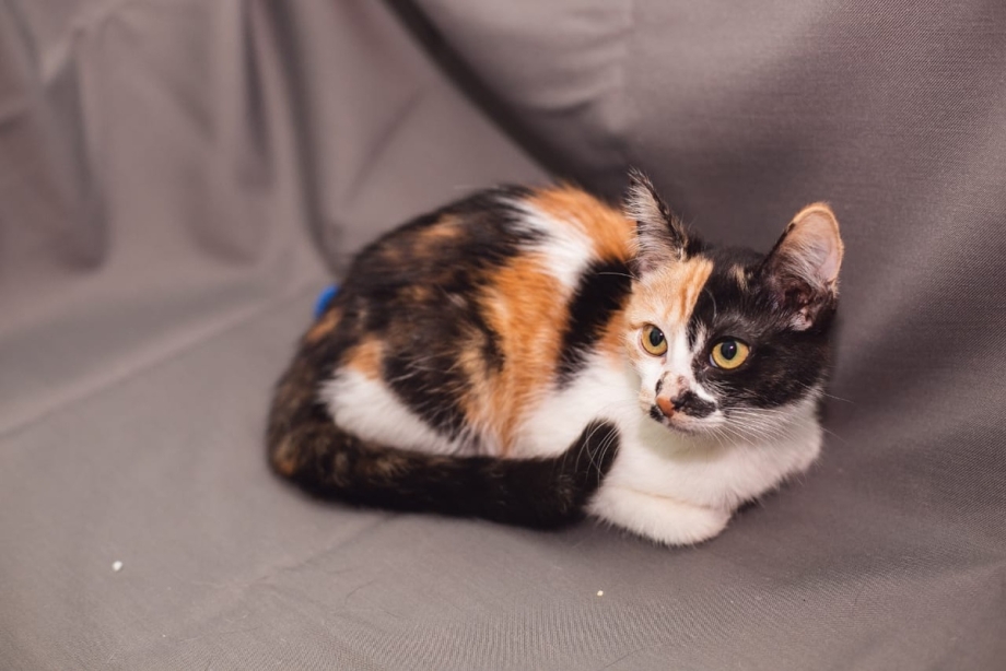 Кошка пеструшка
