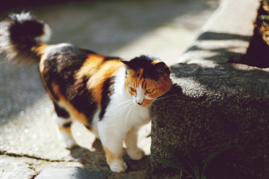 Кошка пятнистая трехцветная