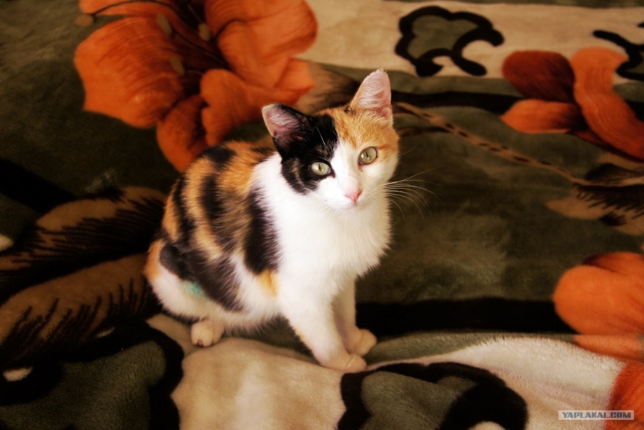 Клички для кошек трехцветных