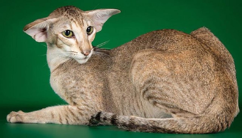 Ориентальная кошка