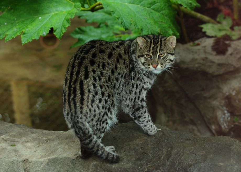 Кот виверровый кот-рыболов