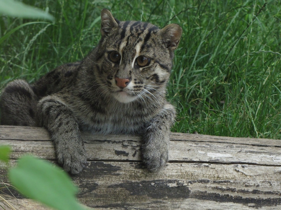 Виверровый кот рыболов