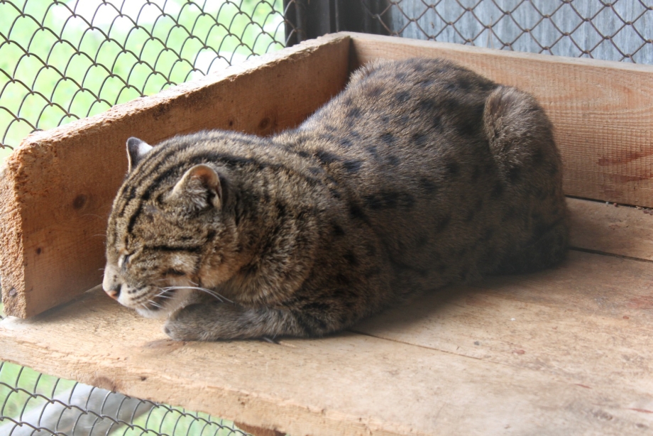 Кот рыболов виверровая кошка