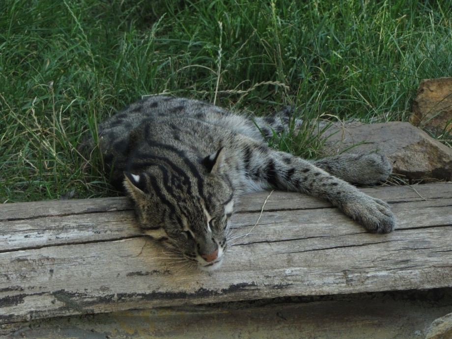 Кот виверровый кот-рыболов