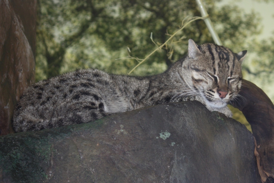 Кошка-рыболов Felis viverrinus
