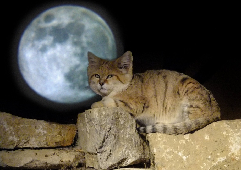Барханная кошка (Песчаная кошка)