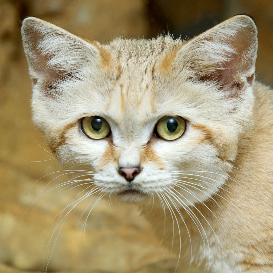 Барханная кошка