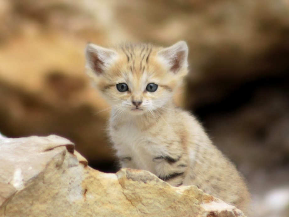 Песчаная барханная кошка