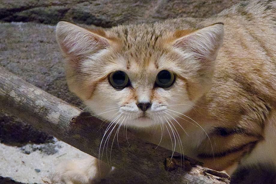 Барханная кошка