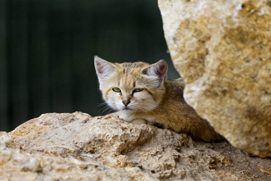 Барханный кот