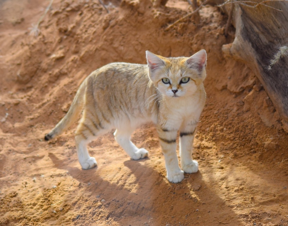 Барханный кот домашний