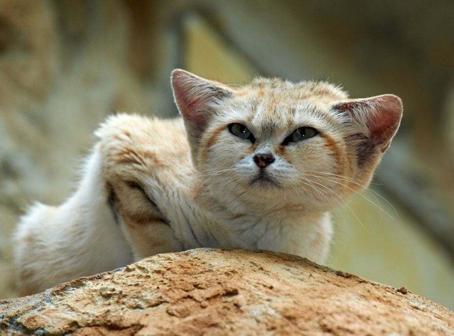 Песчаная барханная кошка