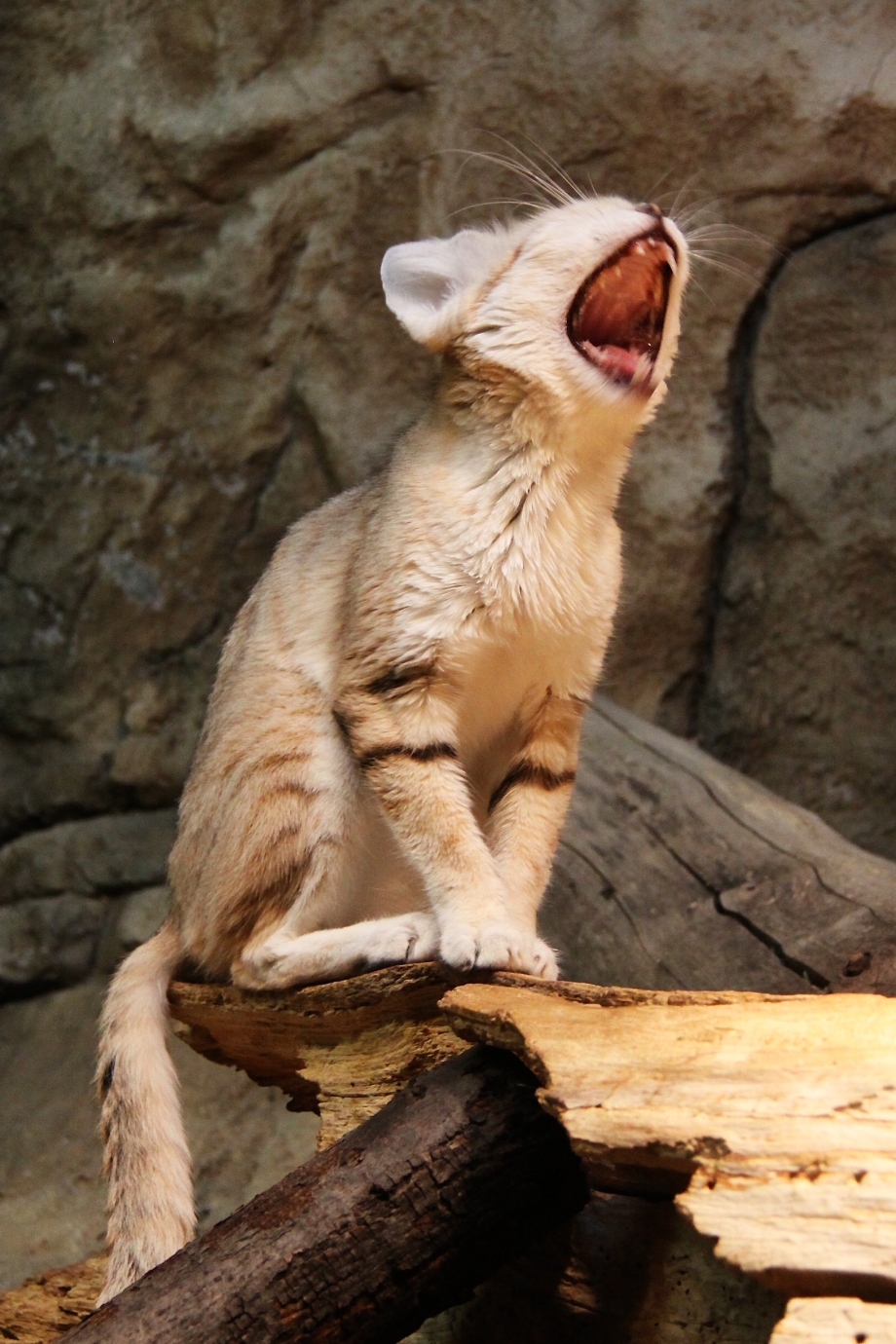 Барханный кот лапы