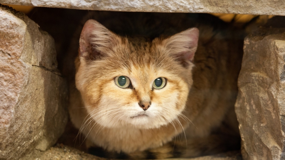 Барханная кошка (Песчаная кошка)