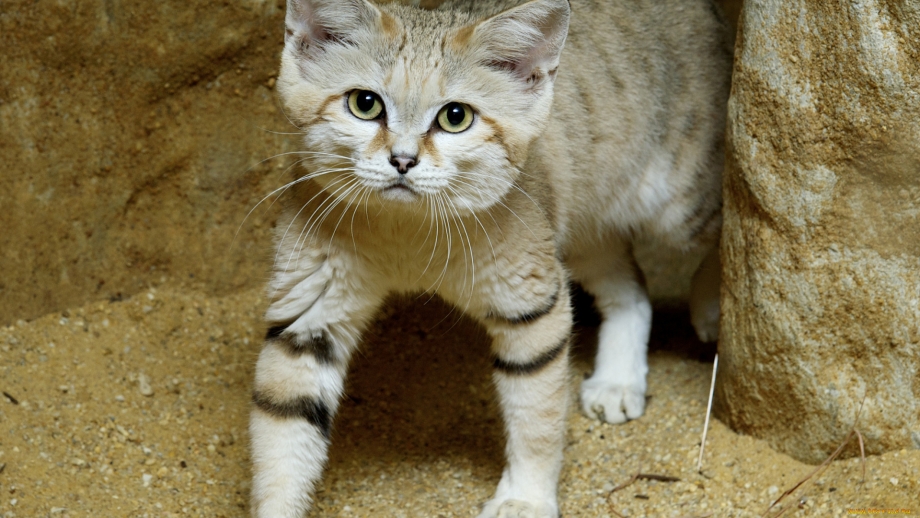 Песчаная кошка (Felis Margarita)