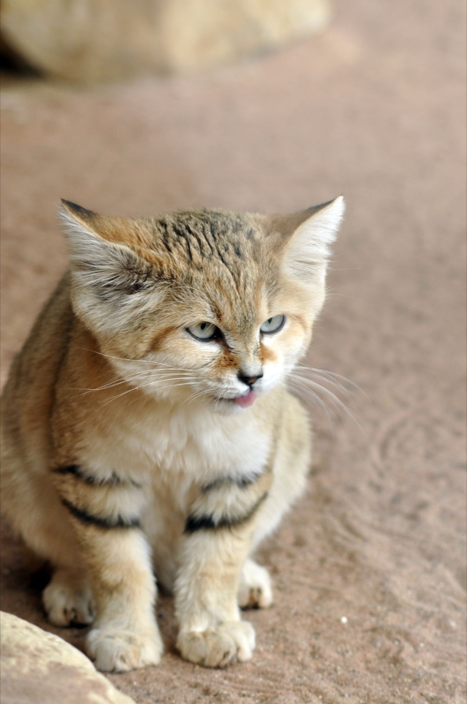 Барханная кошка