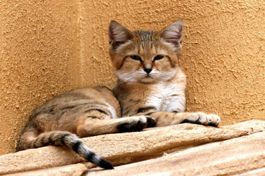 Дикий барханный кот