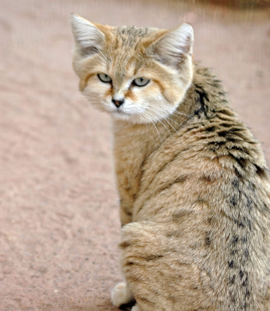 Барханный кот