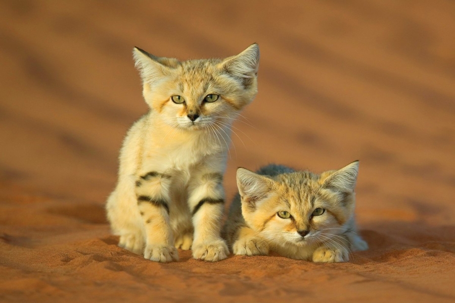 Кошка породы барханный кот